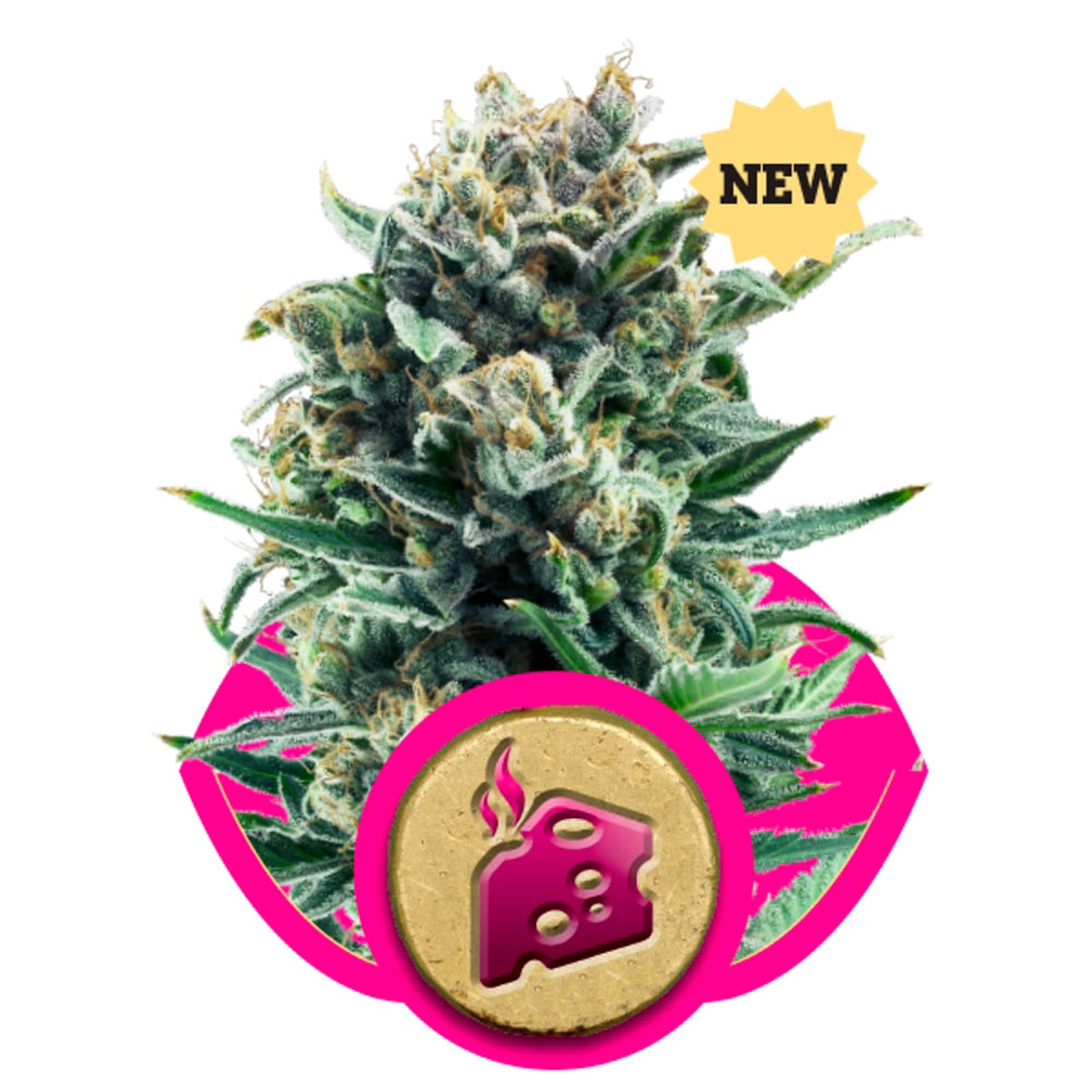 Blue Cheese
