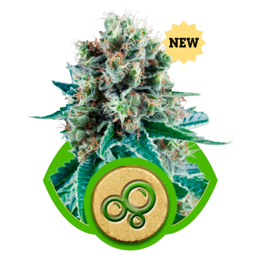 Bubble Kush