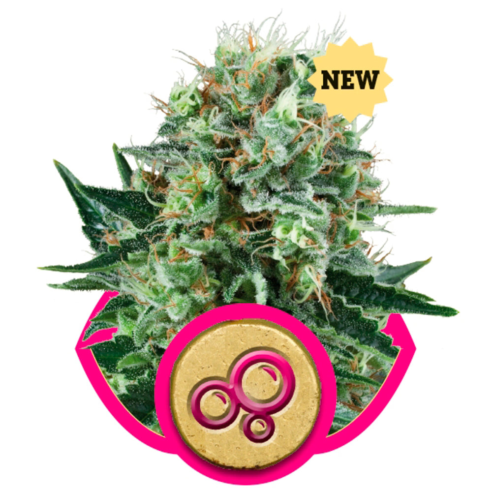 Bubble Kush