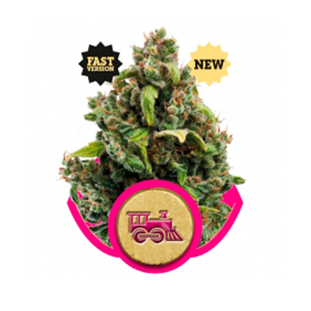Candy Kush Express - Fast