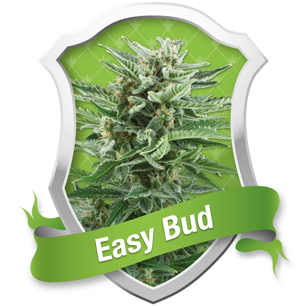 Easy Bud