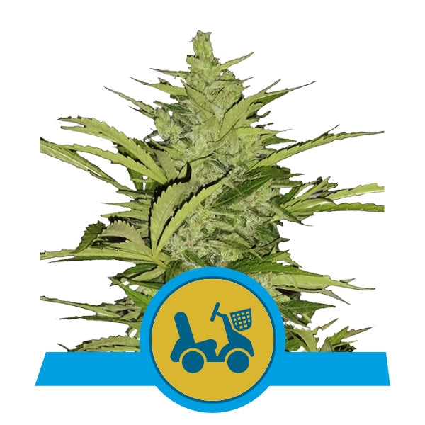 Fast Eddy Automatic CBD
