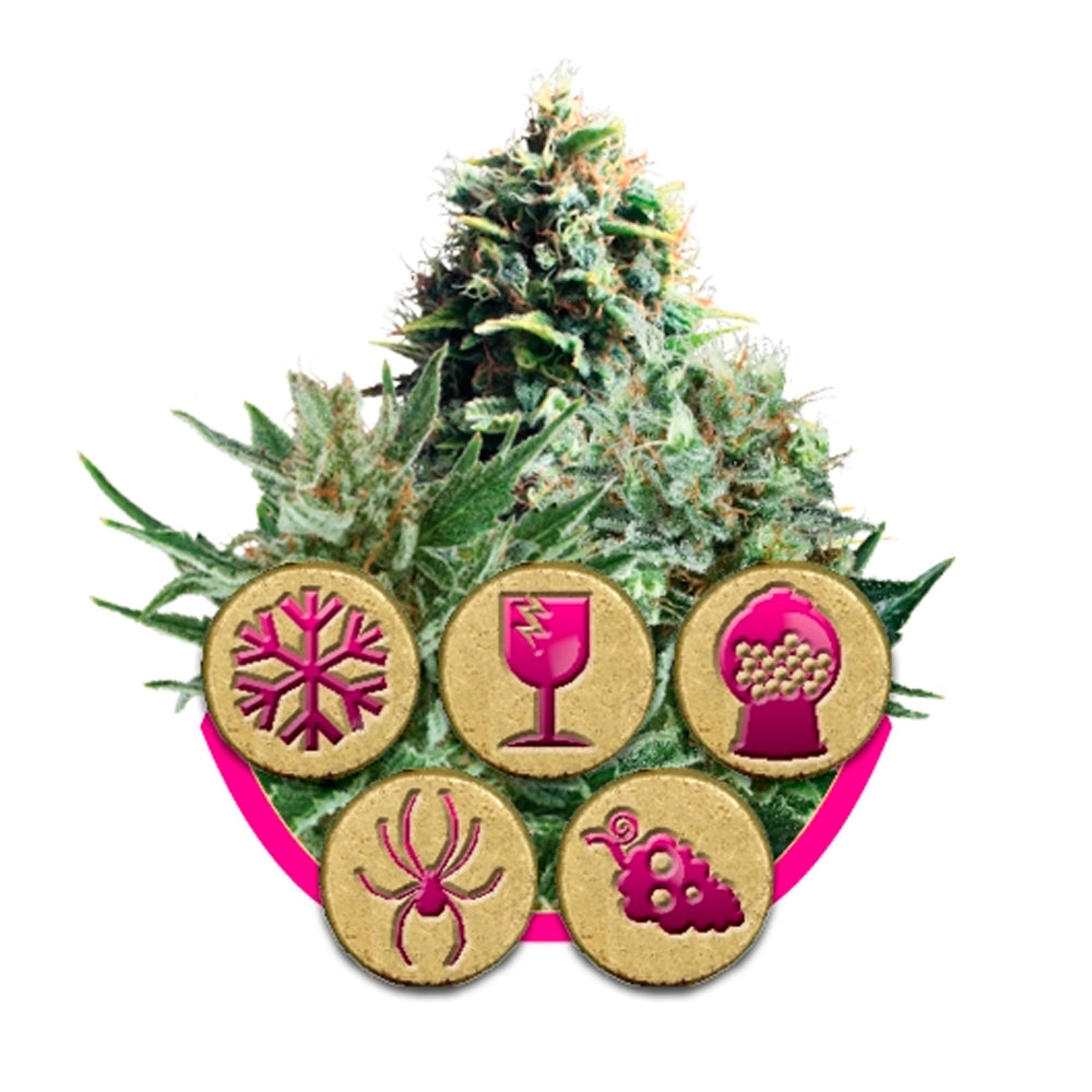 Feminized Mix