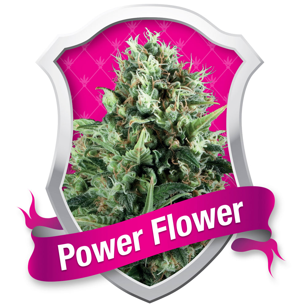 Power Flower