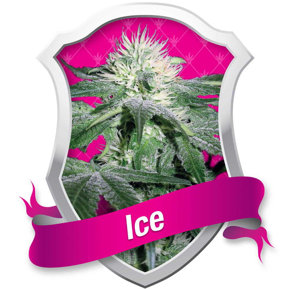 Ice