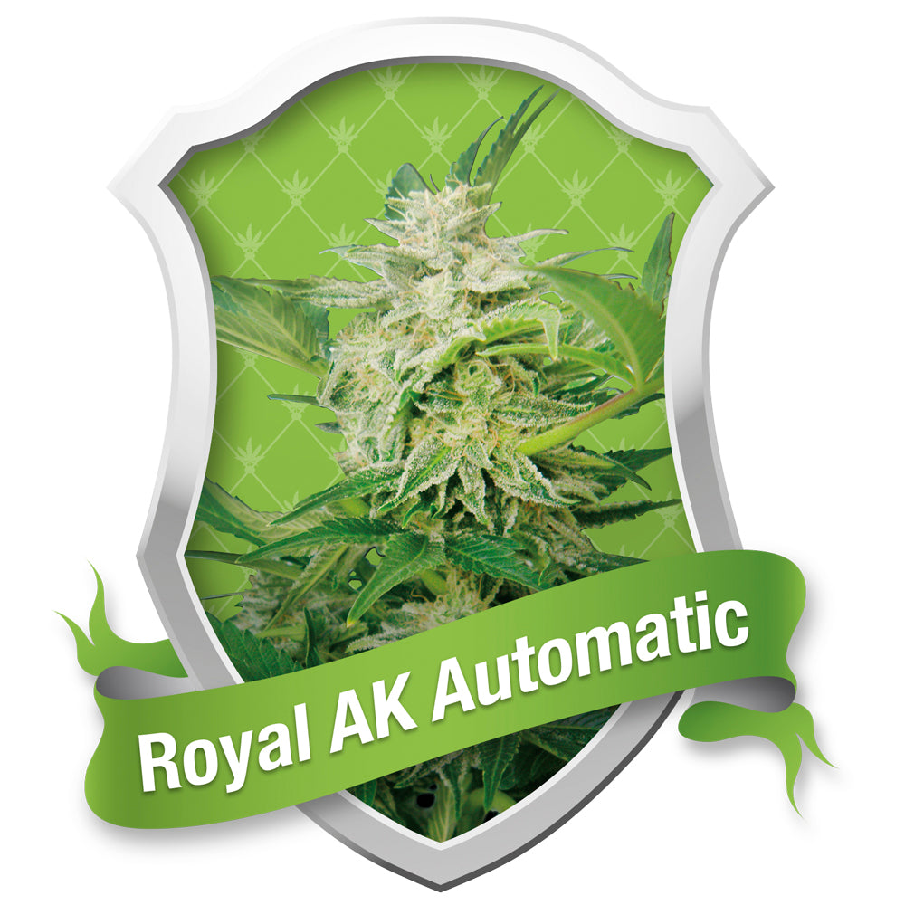 Royal AK Automatic
