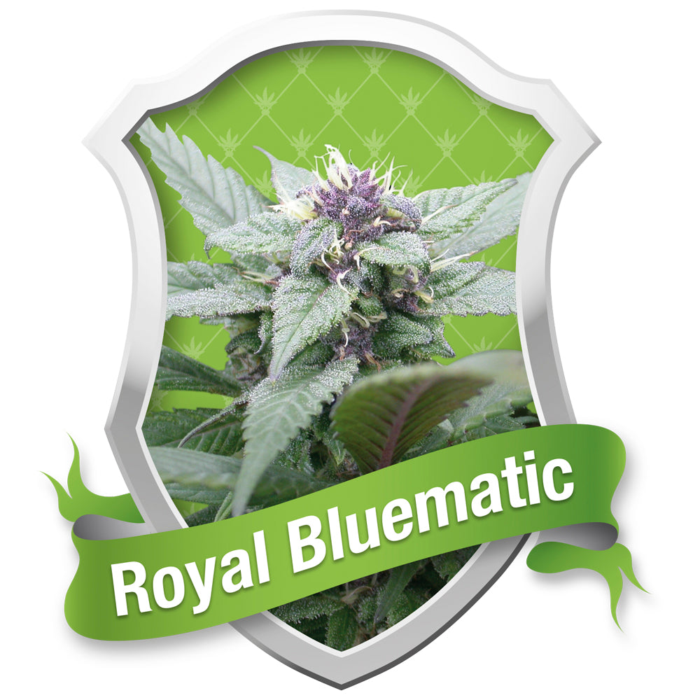 Royal Bluematic