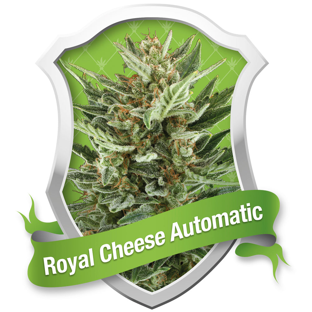 Royal Cheese Automatic