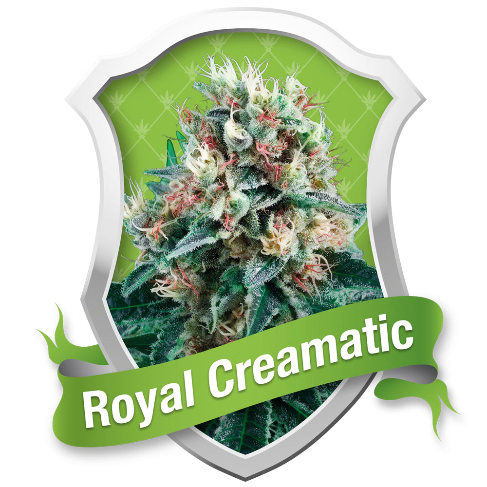 Royal Creamatic