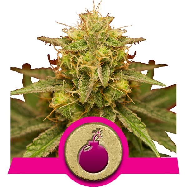 Royal Domina
