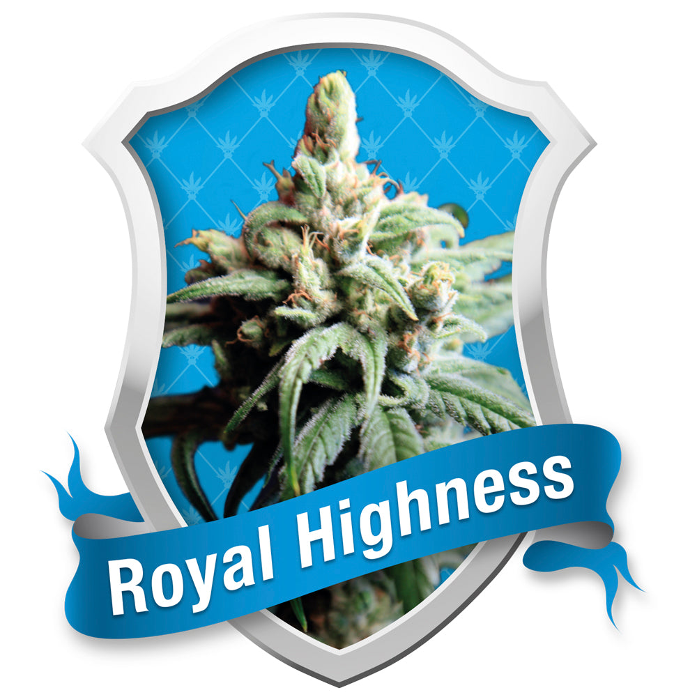 Royal Highness