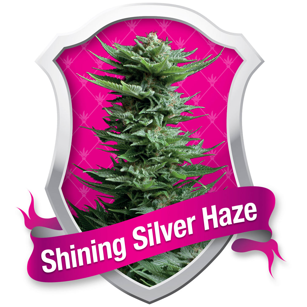 Shining Silver Haze