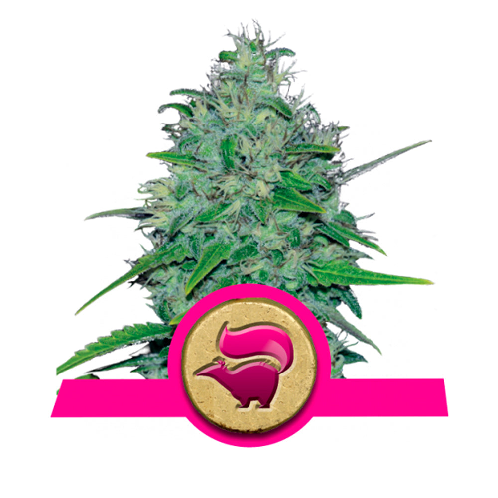 Skunk XL