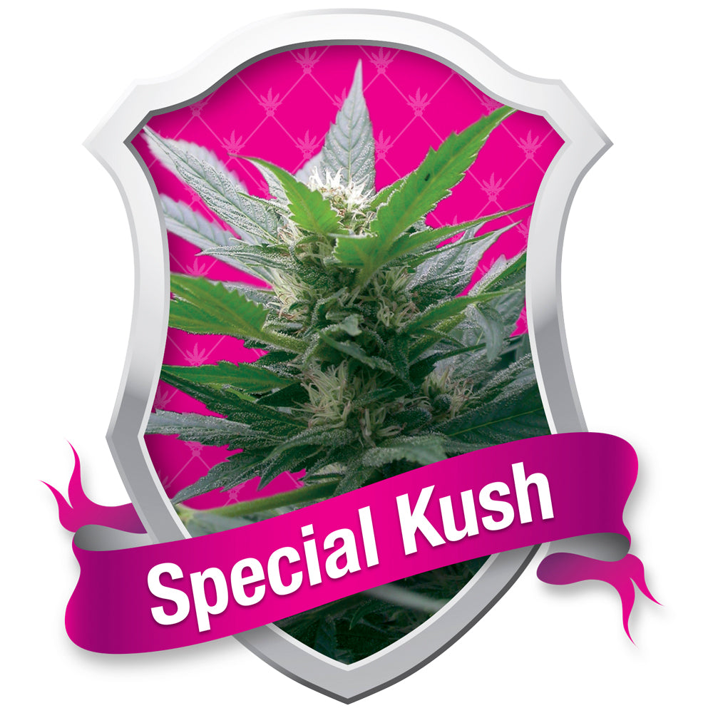 Special Kush No-1