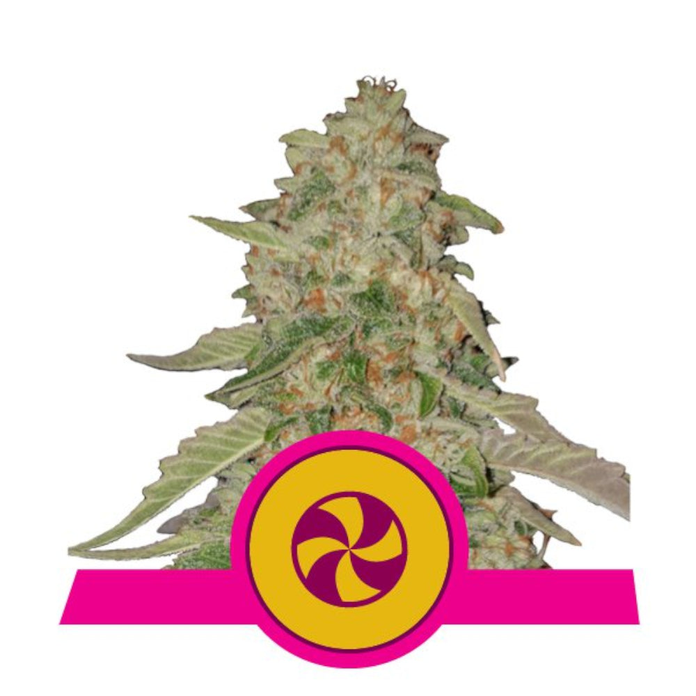 Sweet Zkittlez