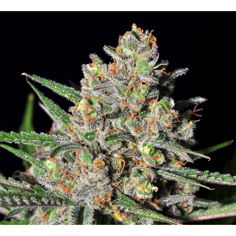 Green Love Potion