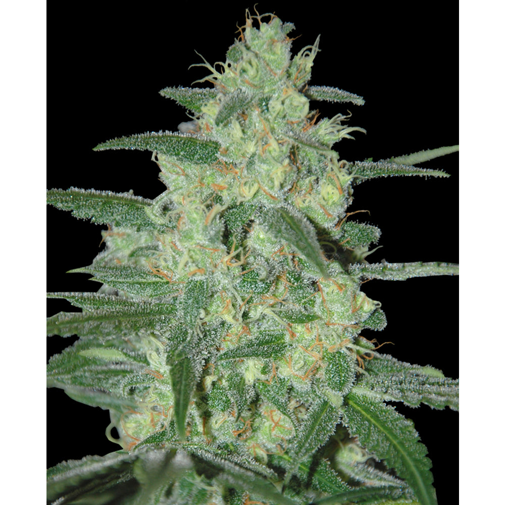 Holy grail 69