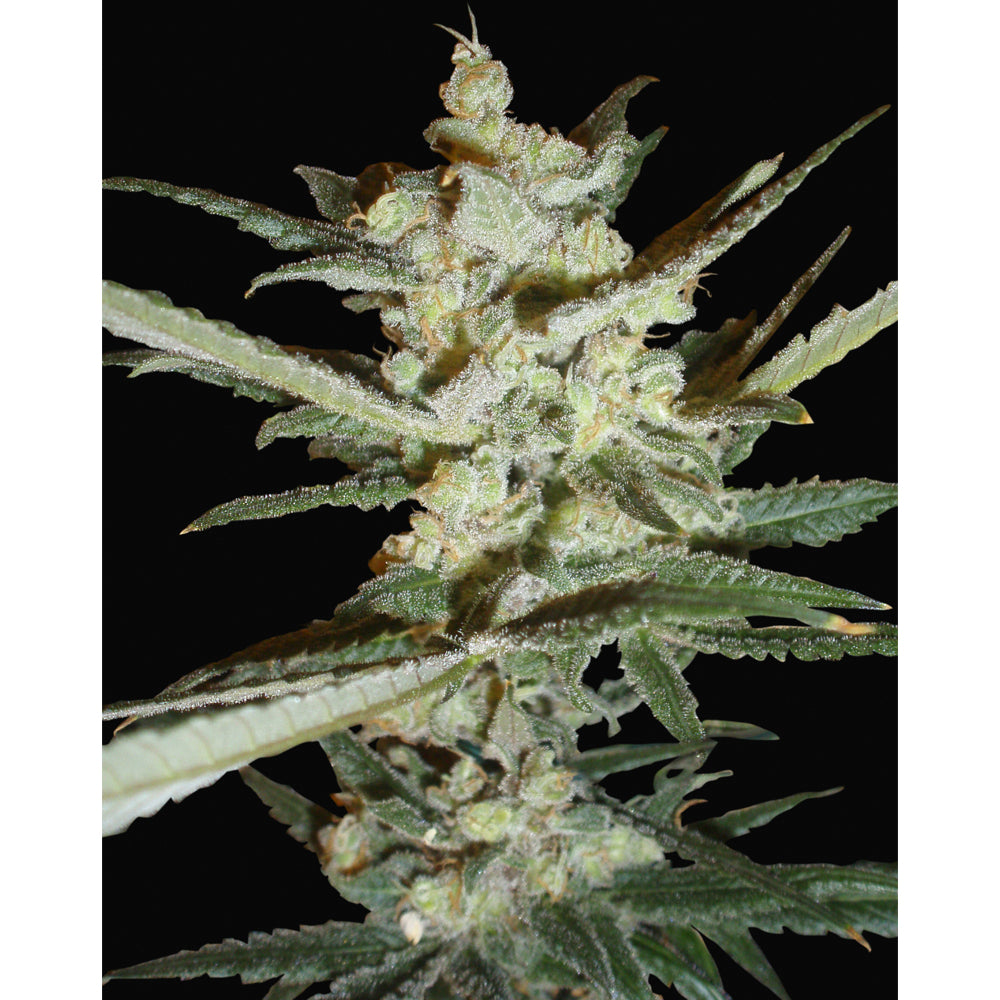 Supersonic Cristal Storm