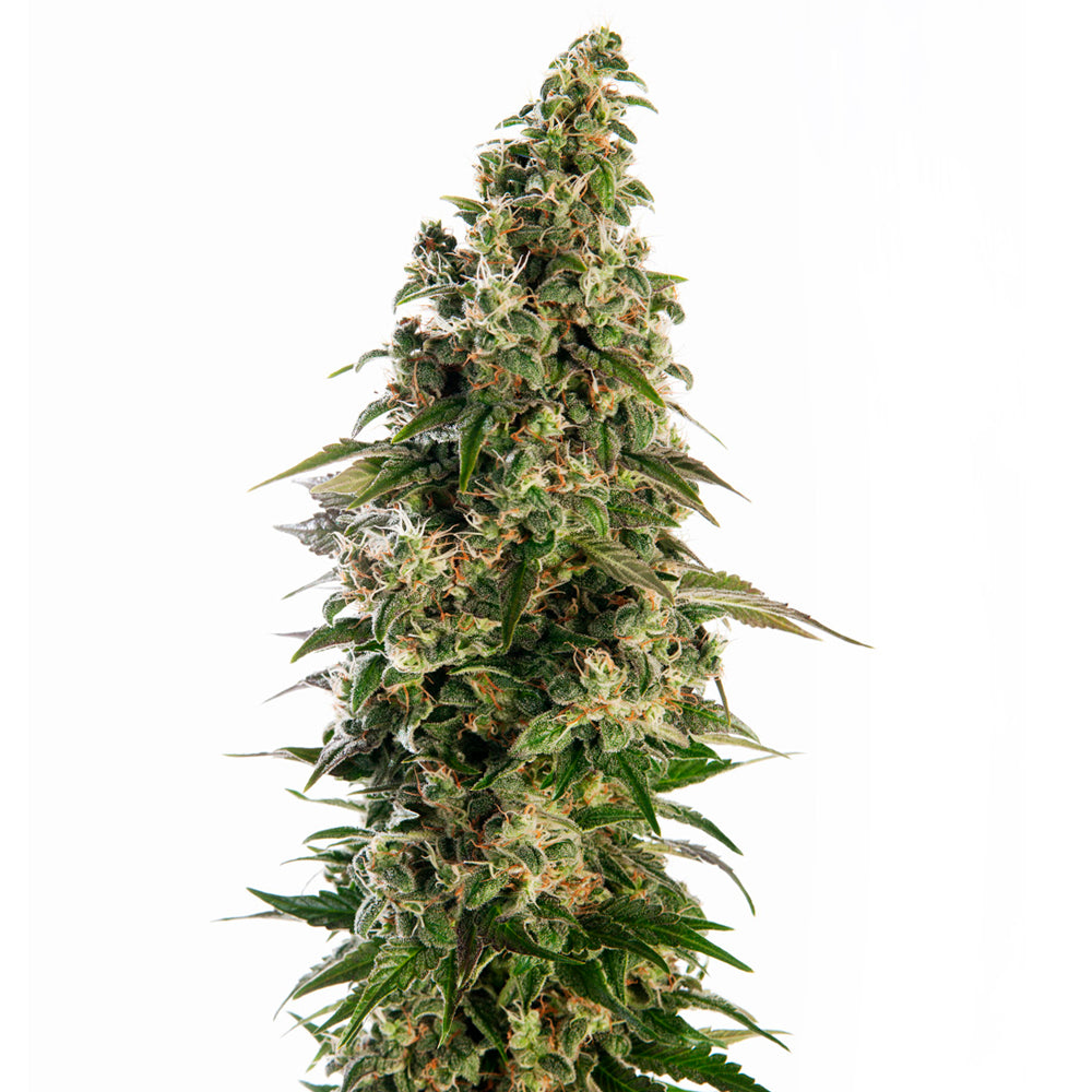 Afghani No-1 Auto