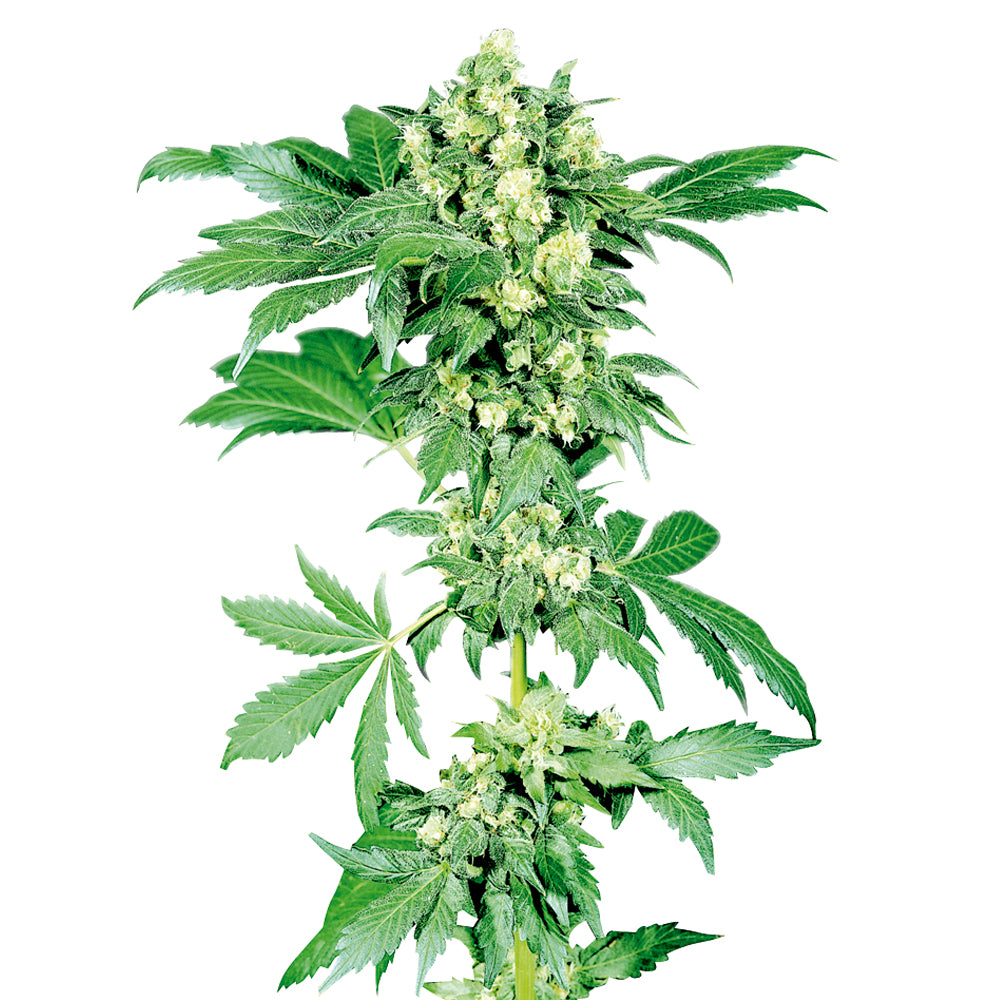 Afghani No-1
