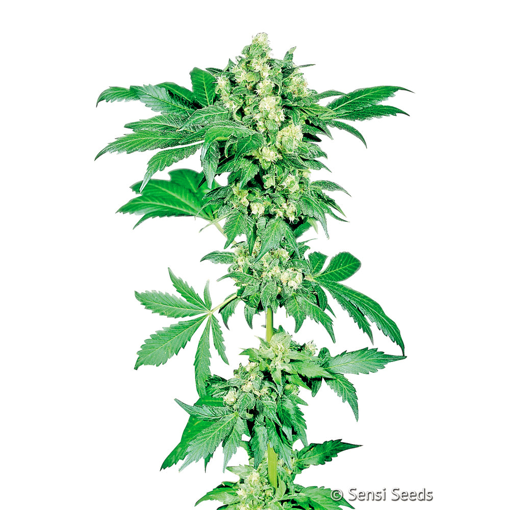 Afghani No-1 feminizada