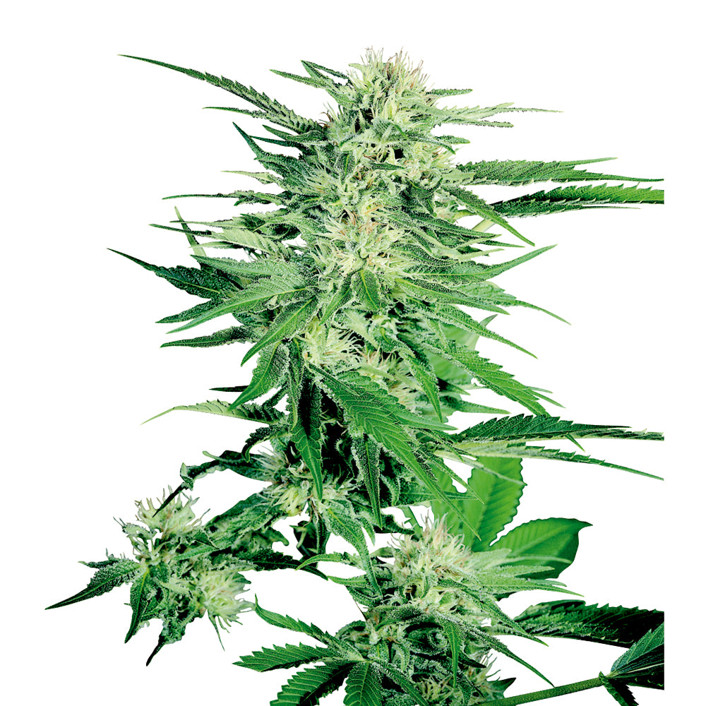 Big Bud Auto