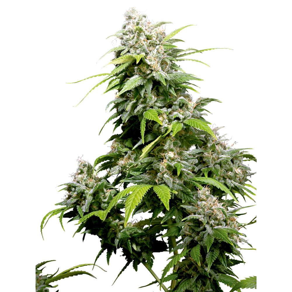 California Indica