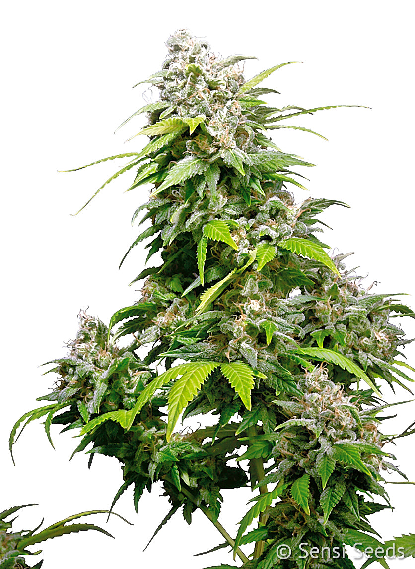 California Indica feminizada