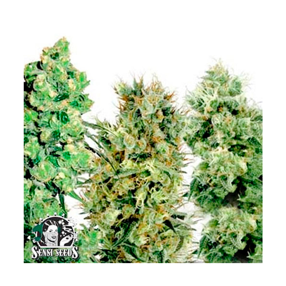 Feminized Mix