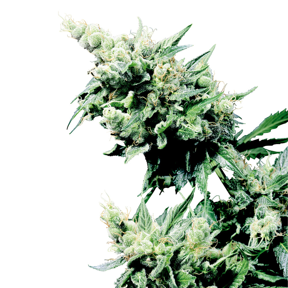 Hash Plant