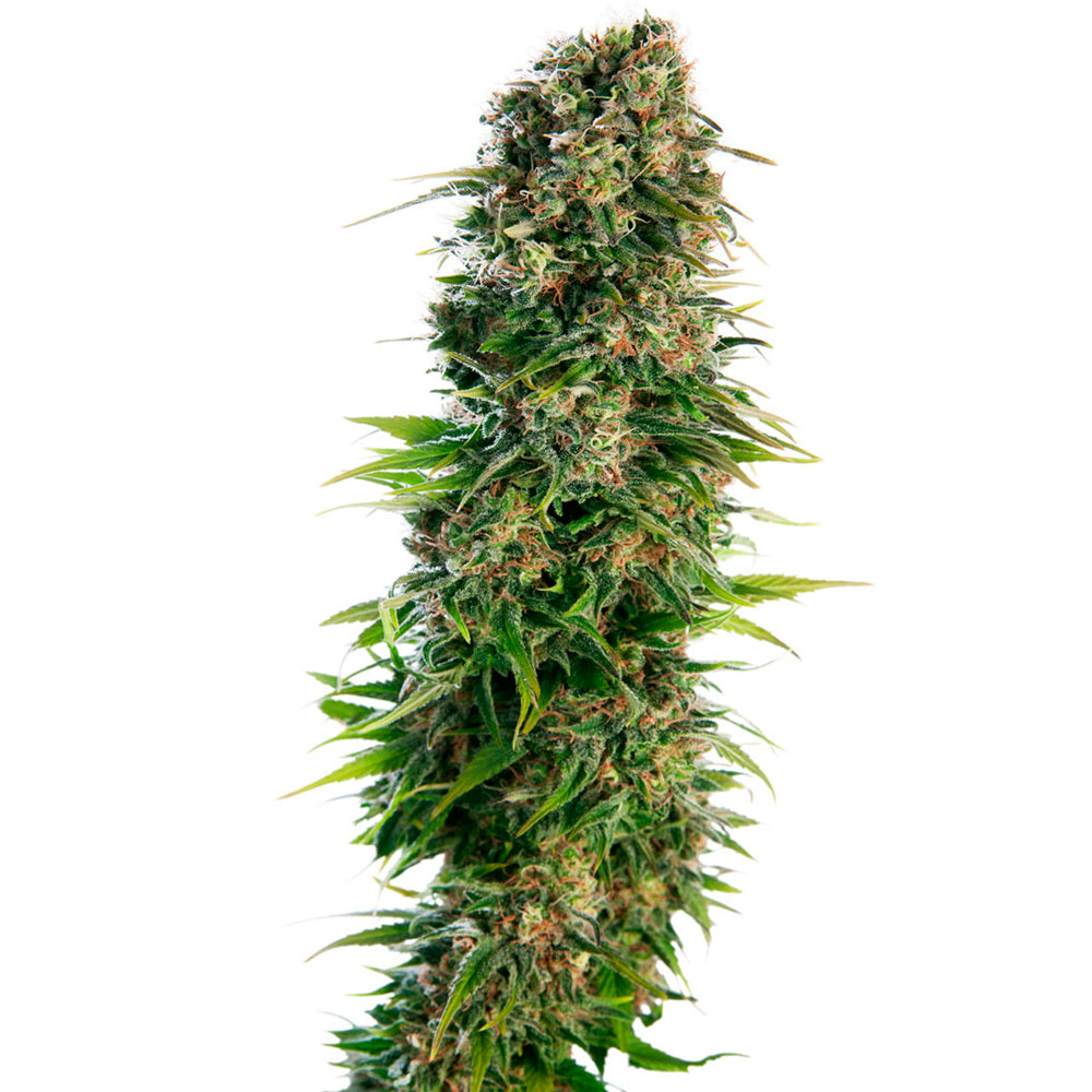 Hindu Kush Auto