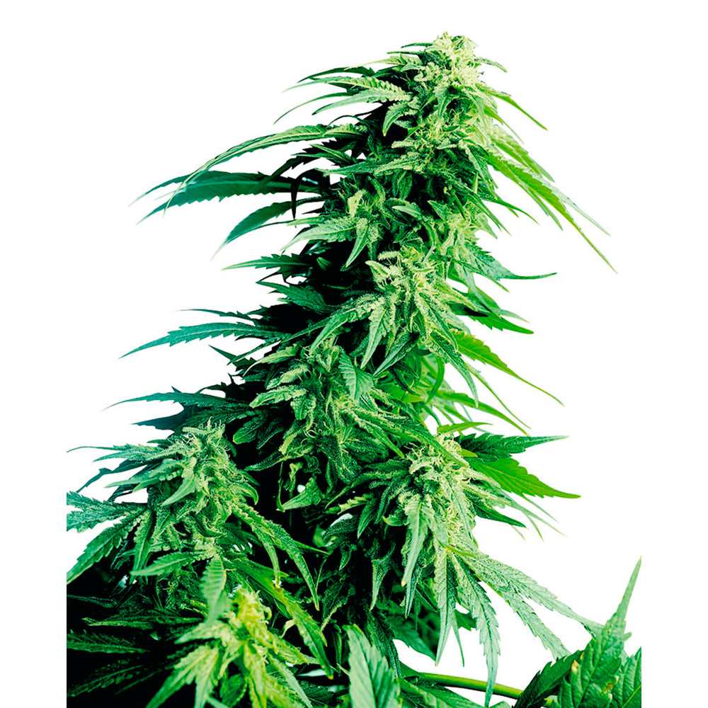 Hindu Kush Feminizada