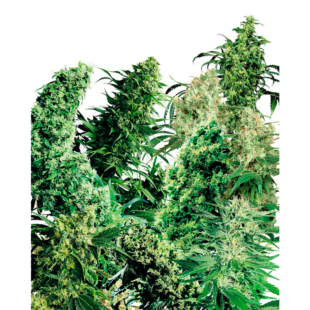Indoor Mix