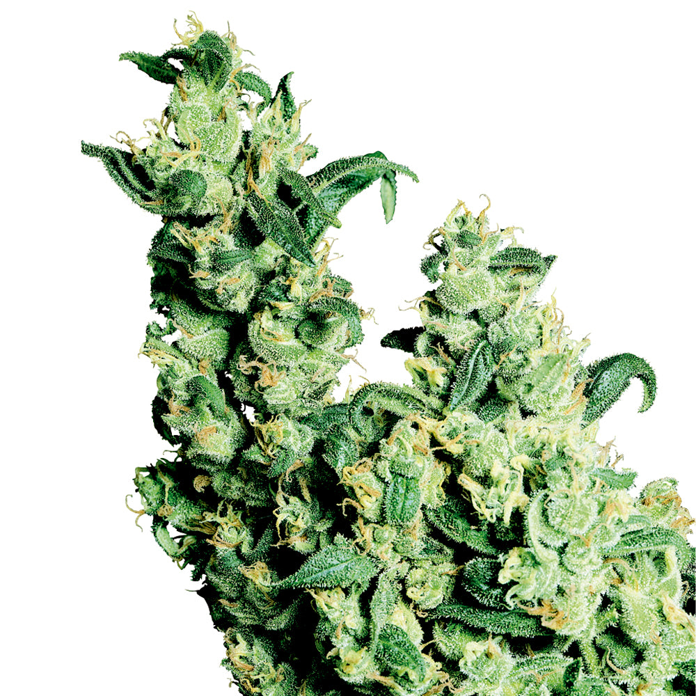 Jack Herer