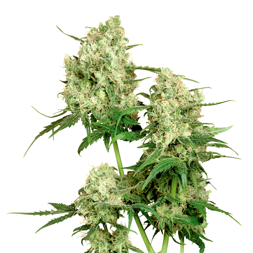 Maple Leaf Indica