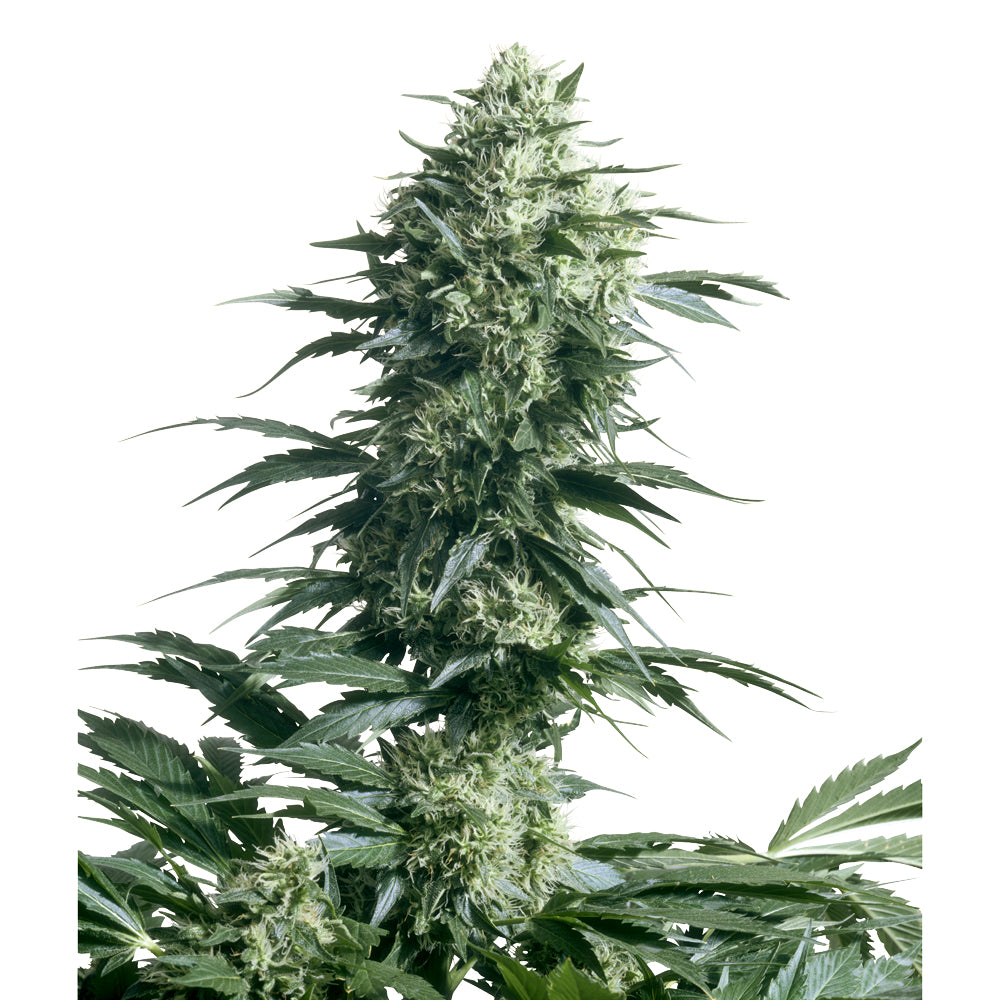 Mother's Finest