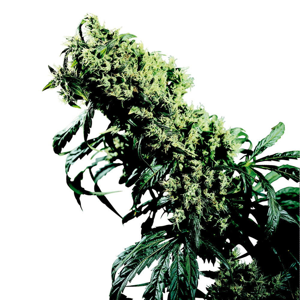 Northern Lights No-5 x Haze