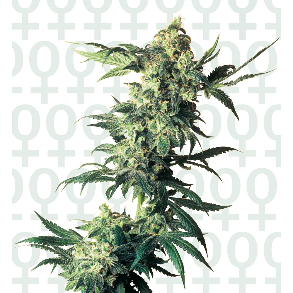 Northern Lights Feminizada