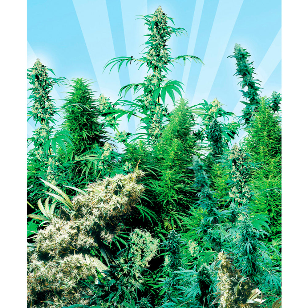 Outdoor Mix