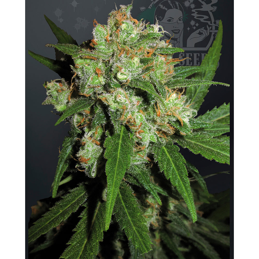 Sensi Skunk