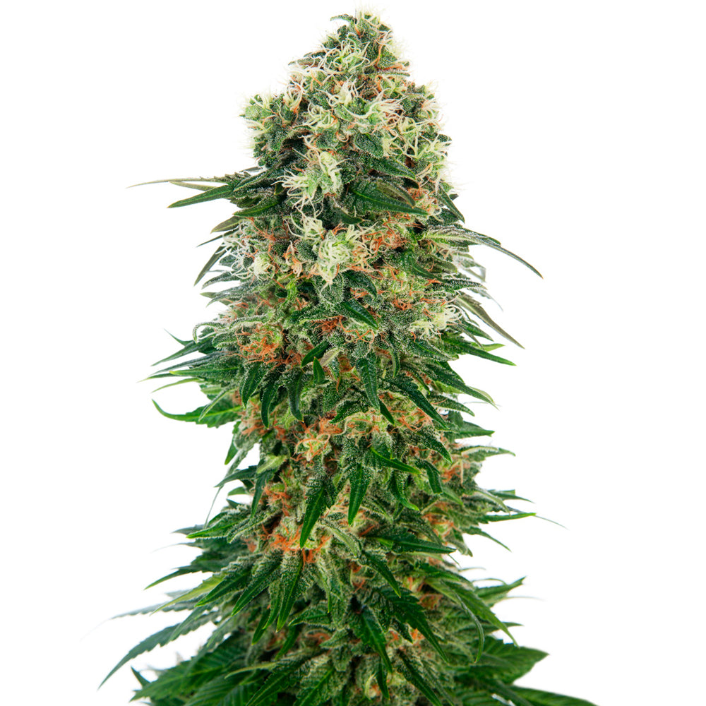 Shiva Skunk Auto