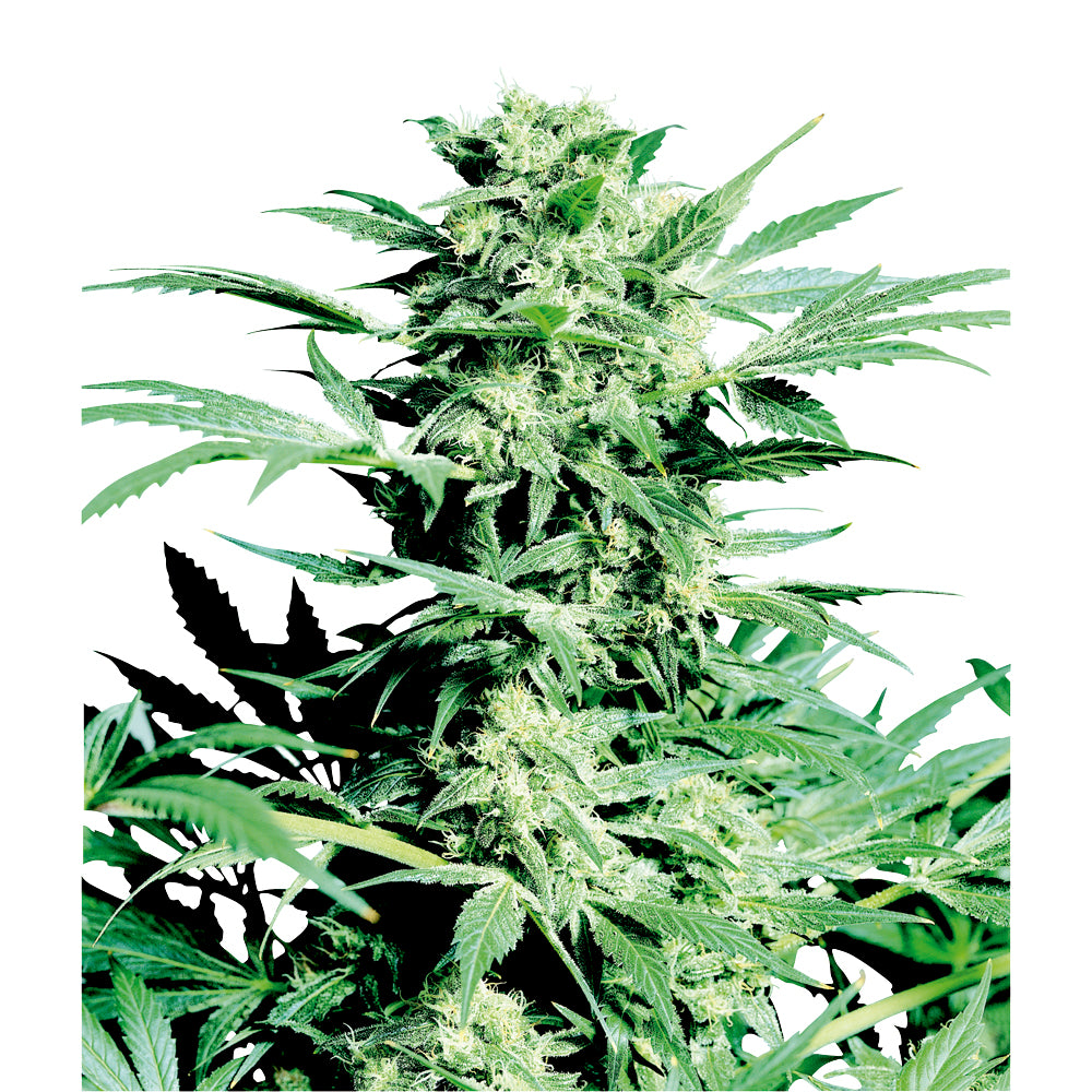 Shiva Skunk