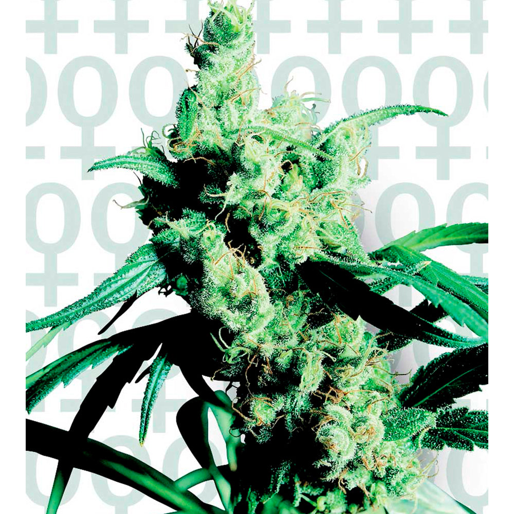 Silver Haze No-9