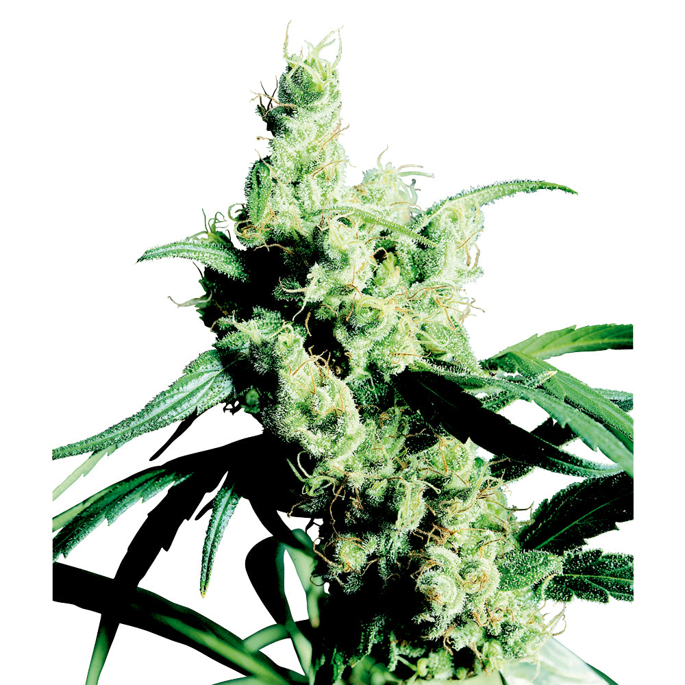 Silver Haze