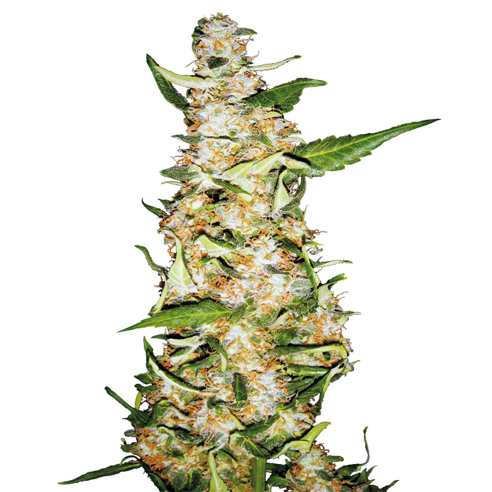 Skunk No-1 Automática
