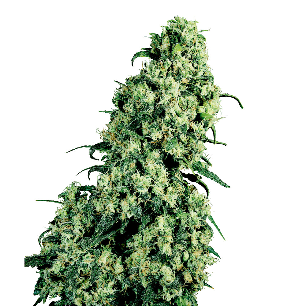 Skunk No-1