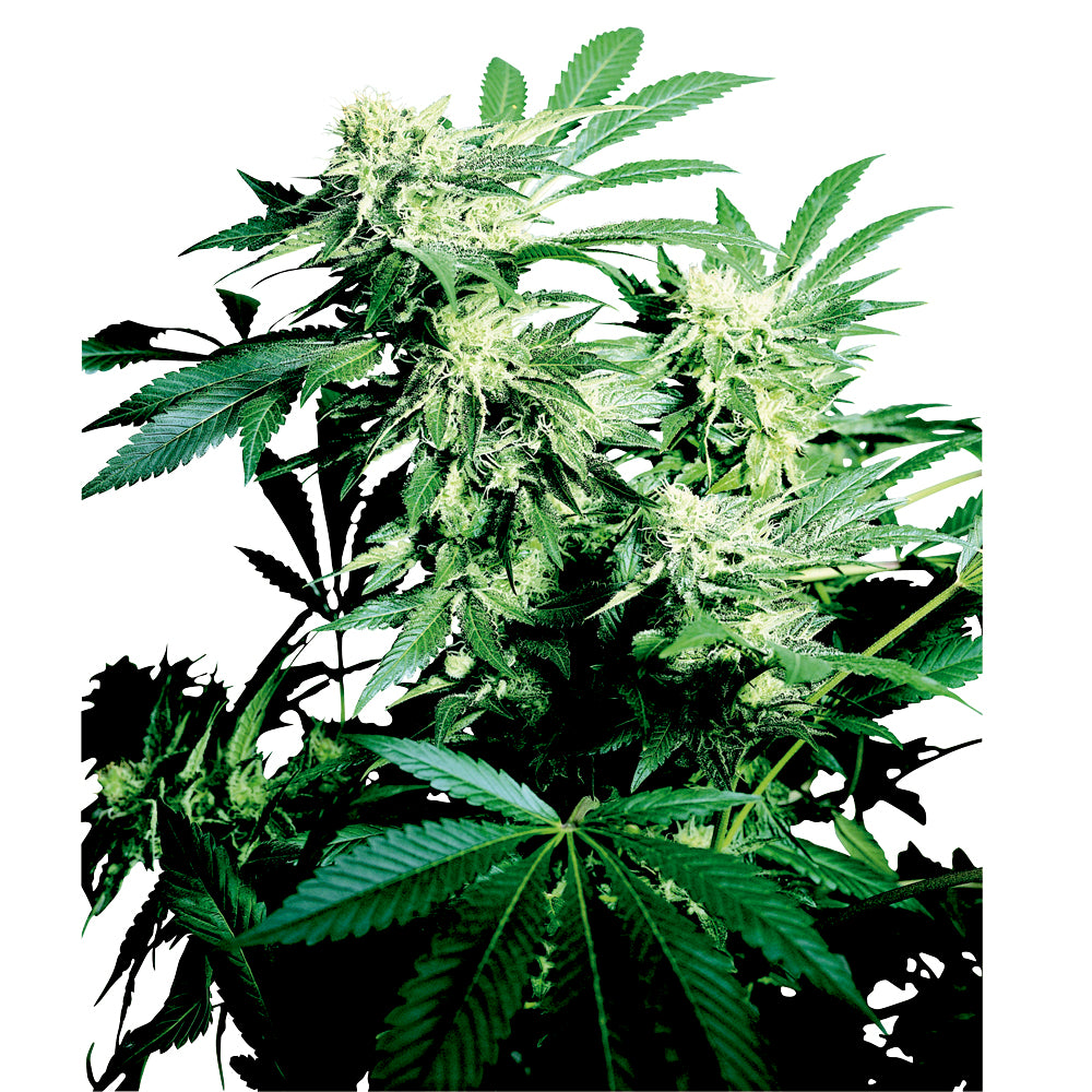 Skunk Kush