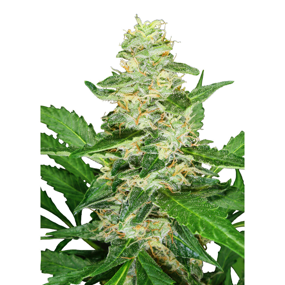 Super Skunk Automática
