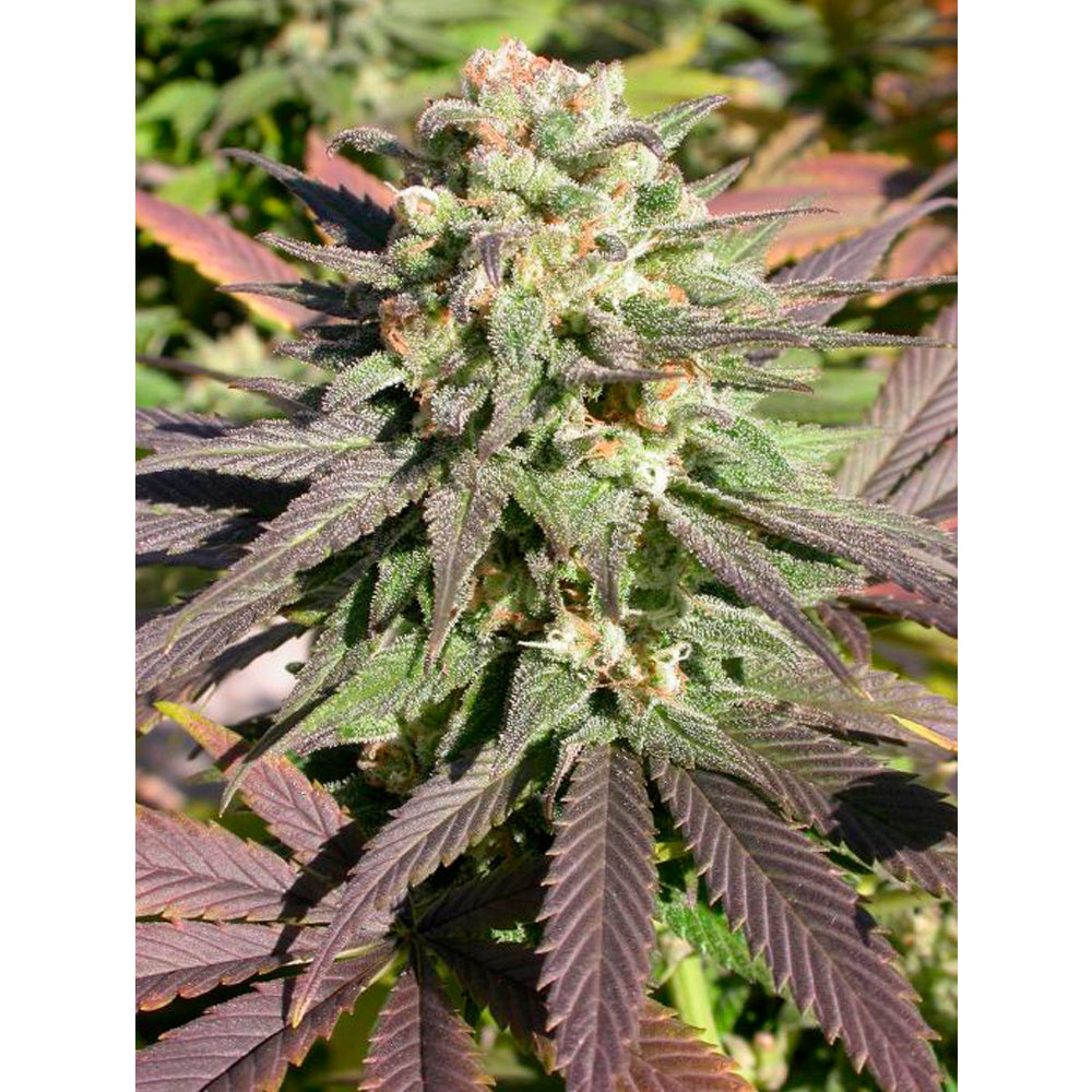 CBD-Warlock
