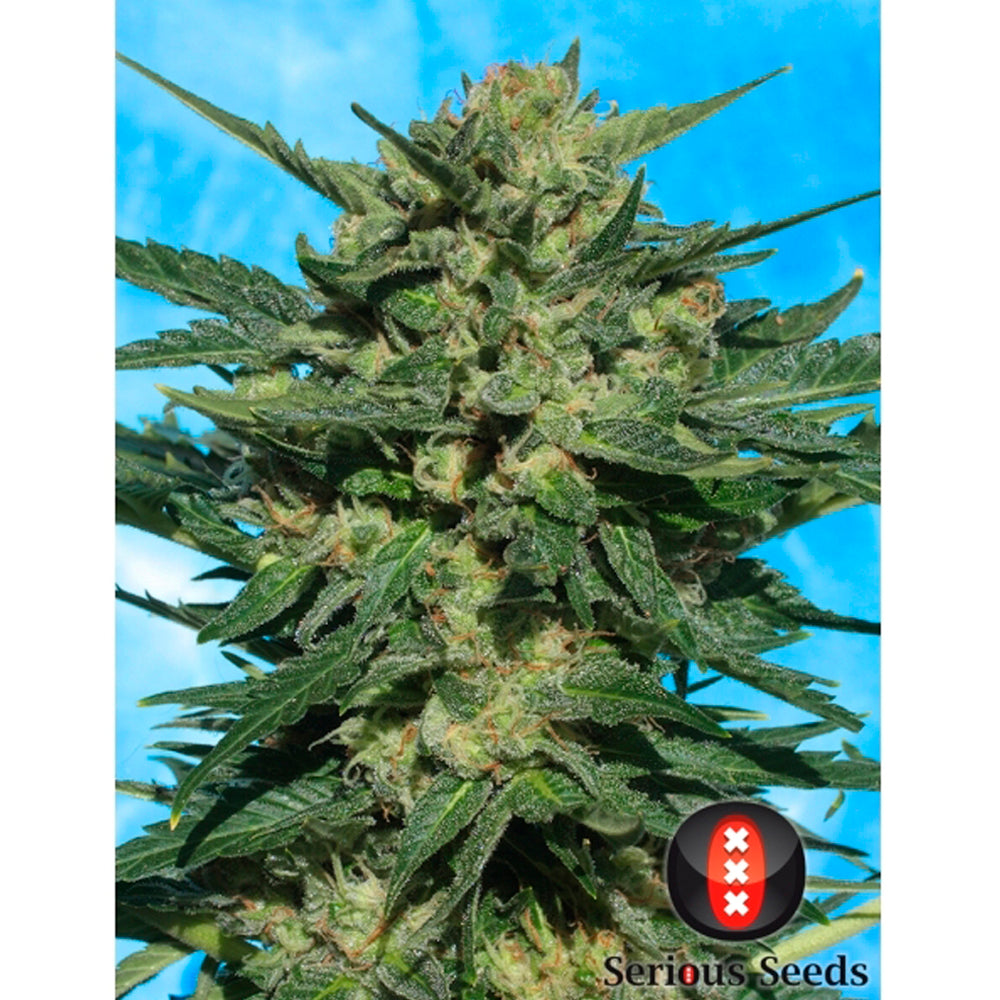 White Russian Auto